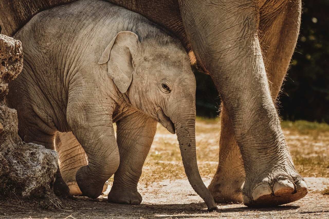Ein Elefantenbaby läuft neben seiner Mutter Elefant und Elefantenbaby im Tierpark Hellabrunn München.